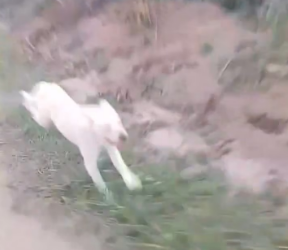 V1801017_Jangan sakiti mereka_part2