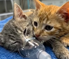 V1801018_Found Dying Kitten in Storm… His Transformation Will Melt Your Heart_part2