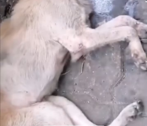 M1301025_HANA rescues_part2