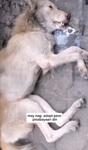 M1301025_HANA rescues_part2