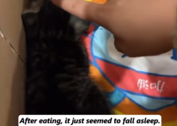 V1801021_saved kitten was almost bitten to death by weasel.#animal_part2