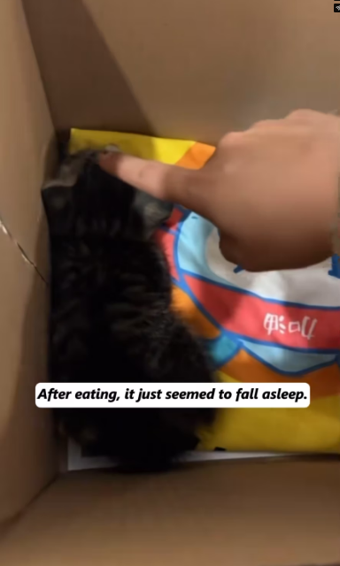 V1801021_saved kitten was almost bitten to death by weasel.#animal_part2