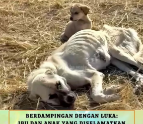 V1801023_diselamatkan tepat waktu_part2