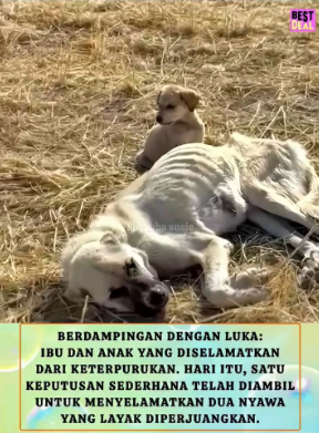 V1801023_diselamatkan tepat waktu_part2