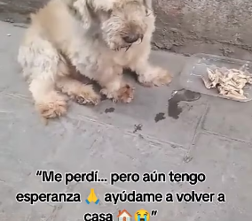 V1801025_I got lost, but I still have hope—help me get back home #tik… _part2