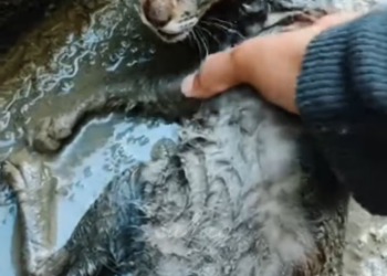 V1801026_Dirty Drain to Happy Life Heartwarming Cat Rescue_part2