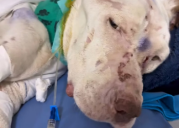 V1801027 My greatest gratitude is seeing your progress!!! Thor, a beautiful world is waiting for you, a new life…