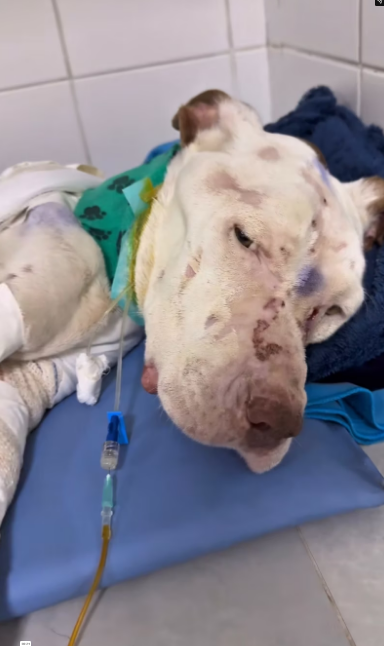 V1801027 My greatest gratitude is seeing your progress!!! Thor, a beautiful world is waiting for you, a new life…