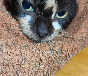 V1801028 The flood victim cat is in better condition now, has eaten, and we have given medication and…