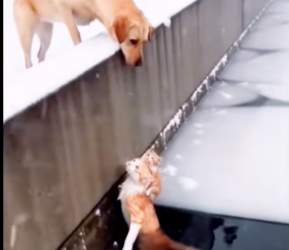 V1801030_Mutual rescue between animals. #cat #catsoftiktok #straycat #rescueca…_part2