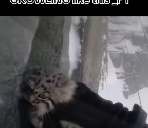 V1601001_They said he was just stray until he started GROWLING like P…_part2