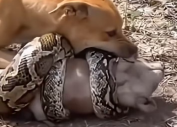 V1801031_#dog #animls #helping #fox_part2