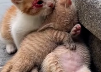 V1801012_Why do we let happen #RealLifeStrayCats#NoMoreHomelessPets#Help…_part2