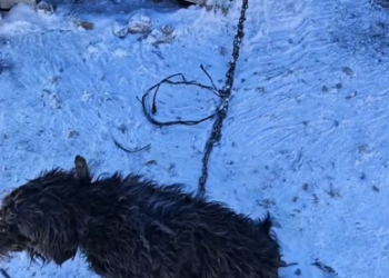 M2101002_The Captivity of a Dog – Friend of the Paws_part2