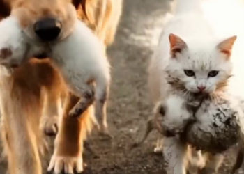 M2101003_Roadside Mishaps to Cozy Milk Cat Family Story #cat #shorts #facebookreels #rescuecat Felines rescue_part2