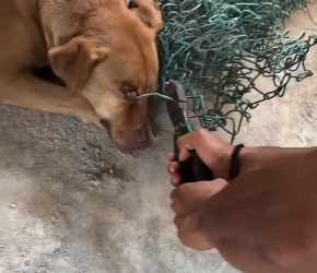 M2101005_LOOK UNTIL THE END We saved her – A million rescues like you_part2