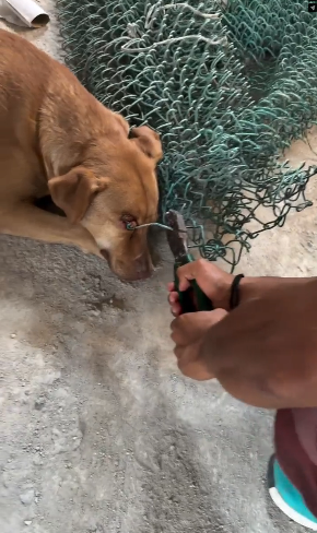 M2101005_LOOK UNTIL THE END We saved her – A million rescues like you_part2