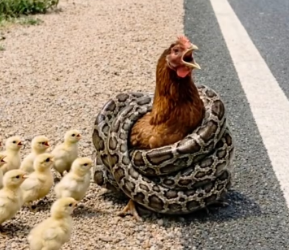 M2101007_Kind Hearted Lady Rescues Poor Hen Snake_part2