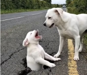M2101008_Kind Hearted Man Rescues Poor Puppy Trapped in Ground_part2
