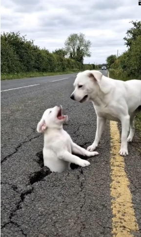 M2101008_Kind Hearted Man Rescues Poor Puppy Trapped in Ground_part2