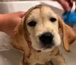 V1601002_friendship story between lost duckling dog. #Labrador…_part2