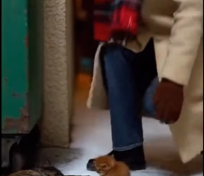 M2101009_Poor kitten want her mom back. What happened next_part2