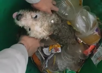 M2101010_Pet Paws on Reels_part2