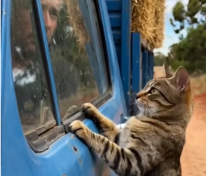 M2101012_Mother Cat Stops Truck to Save Her Kitten #cat #kitten #animalrescue #kitty Shule Pooky_part2