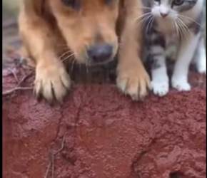 M2101013_Our little one saved from a crocodile_part2