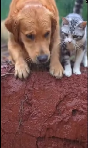 M2101013_Our little one saved from a crocodile_part2