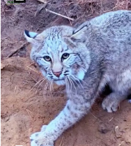 M2101016_#rescue #rescueanimals #animal #trending #animalsoftiktok #rescued_part2