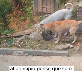 M2101017_At first, thought they were just playing#Foryou #animals #Friendshi…_part2