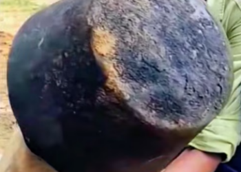 M2101022_How could it get in there #rescue #rescueanimals #animal #trending_part2