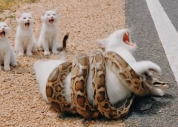 M1501018_Kind Hearted Lady Rescues Poor Mother Cat Snake on Roads…_part2