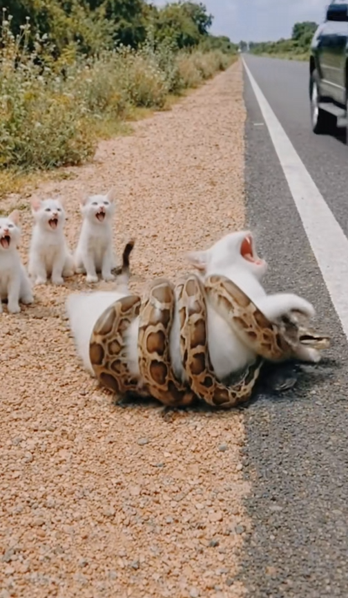 M1501018_Kind Hearted Lady Rescues Poor Mother Cat Snake on Roads…_part2