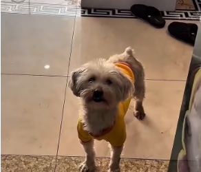 M2301003_Video_904937715444520_part2