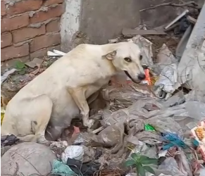 M2301005_Mother dog reaction when her newborn puppies will be saved_part2