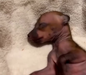 M2301007_Video_1879874456747708_part2