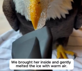 M2301009_He Saved Eagle Frozen Beak_part2