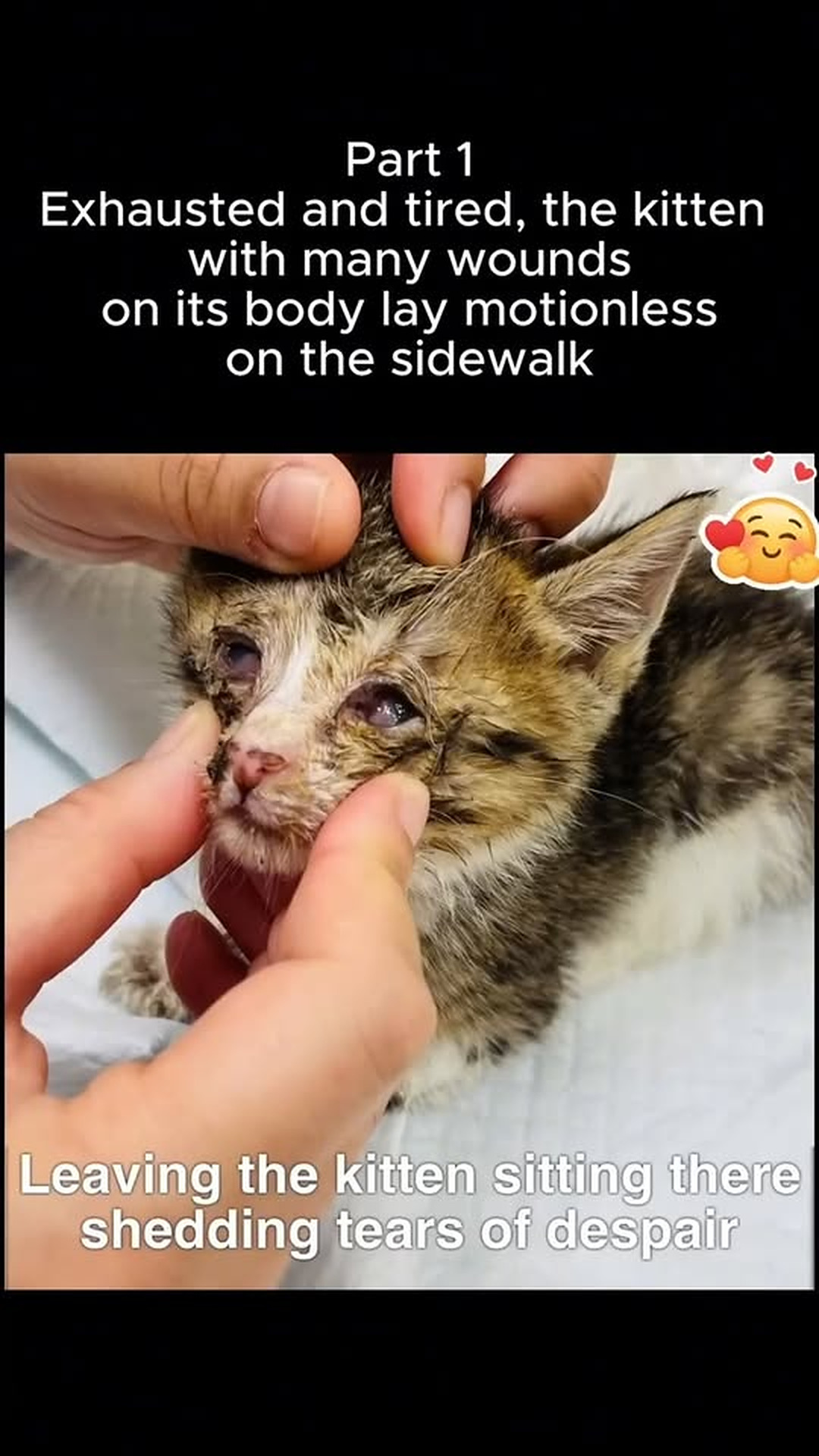 M2802023 Part 1 Exhausted and tired, the kitten with many wounds on its body lay motionless on the sidewalk #cat #lovecat #savecat #saveanimals #saved part2