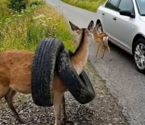 M0202004_Video_1419505446511821_part2