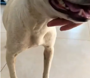 V1202029_The little puppy who was being dragged by a cruel old man who wanted to drown her is now safe.newlife #love