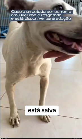 V1202029_The little puppy who was being dragged by a cruel old man who wanted to drown her is now safe.newlife #love