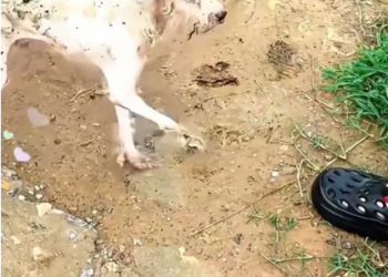 V1202030_I found an abandoned puppyin anabandoned pool, and then…#rescue #animals #fyp #puppy_part2