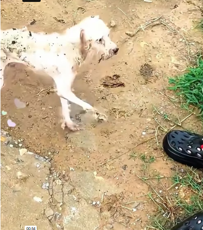 V1202030_I found an abandoned puppyin anabandoned pool, and then…#rescue #animals #fyp #puppy_part2