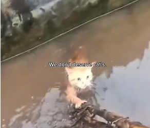 V1202043_“The rescue that brought everyone to tears �� #rescuecat #animals #catsoftiktok #lovepositivity #cats _part2