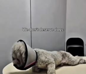 V1202044_I cried when I watched them �❤️‍� #dog #rescuedog #lovedogs #lovepositivity #hopecore _part2