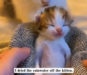 V1202045_On a rainy day, a stray cat appeared at my door with a kitten in its mouth. I immediately opened the door and let them