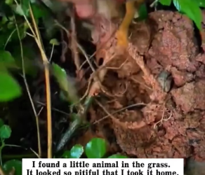 V1202046_I found a little animal in the grass. It looked so pitiful that I took it home, and then…#rescue #animals #dog _part2