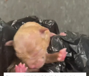 V1202047_I found a newborn puppy downstairs. It was so pitiful that I decided to take it home, and then…#rescue #animals #puppy